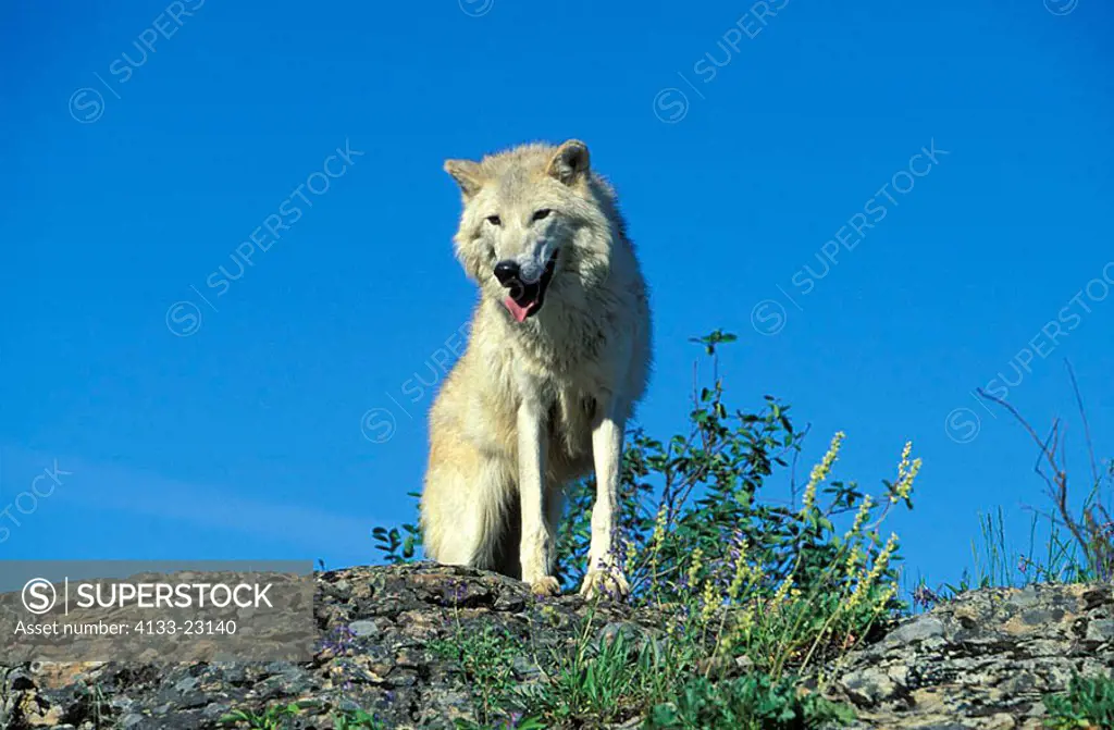 Grey Wolf White Wolf Canis lupus tundrorum Montana USA