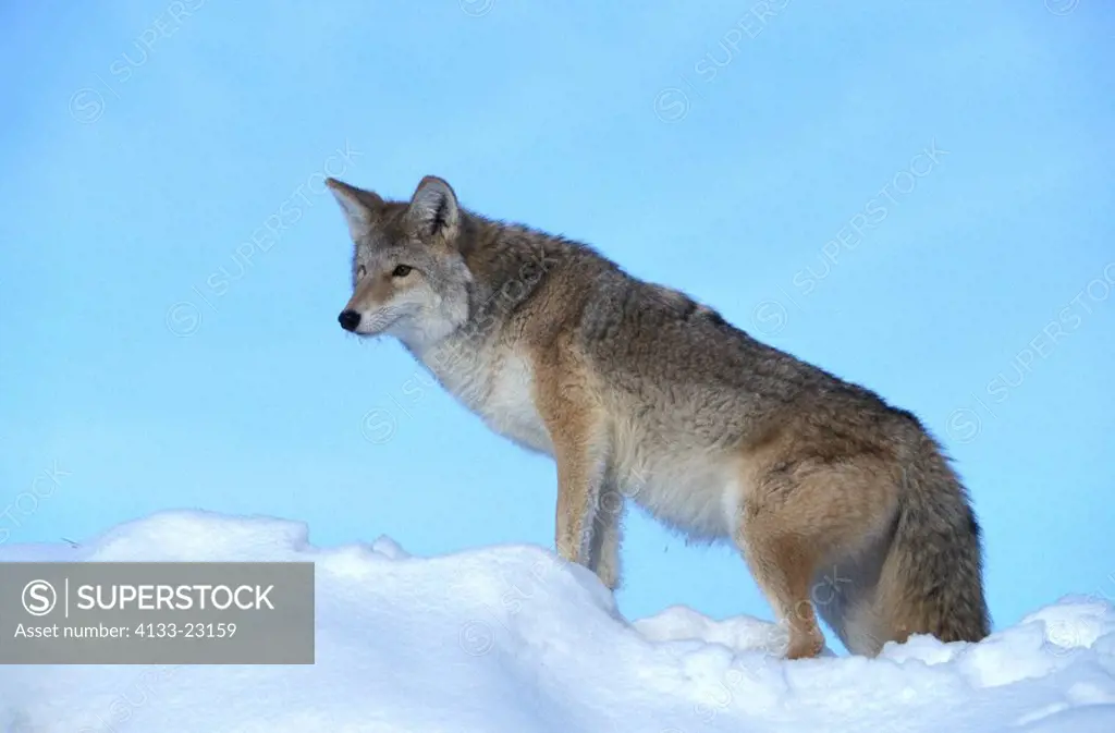 Coyote,Canis latrans,Montana,USA,adult in snow