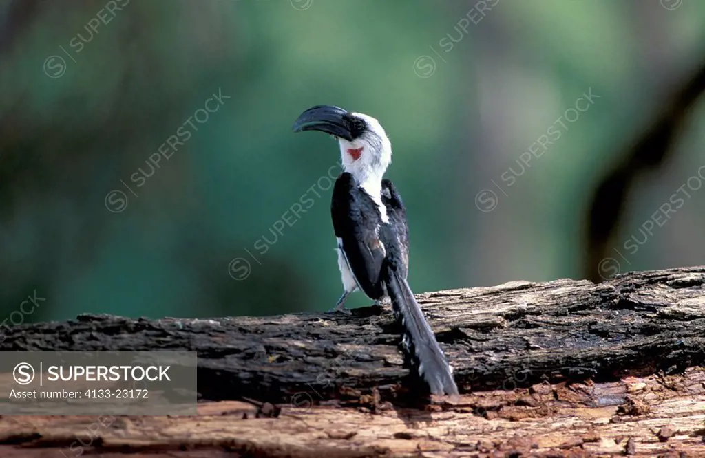 Von Der Decken´s Hornbill,Tockus deckeni,Samburu Game Reserve,Kenya,Africa,adult on branch