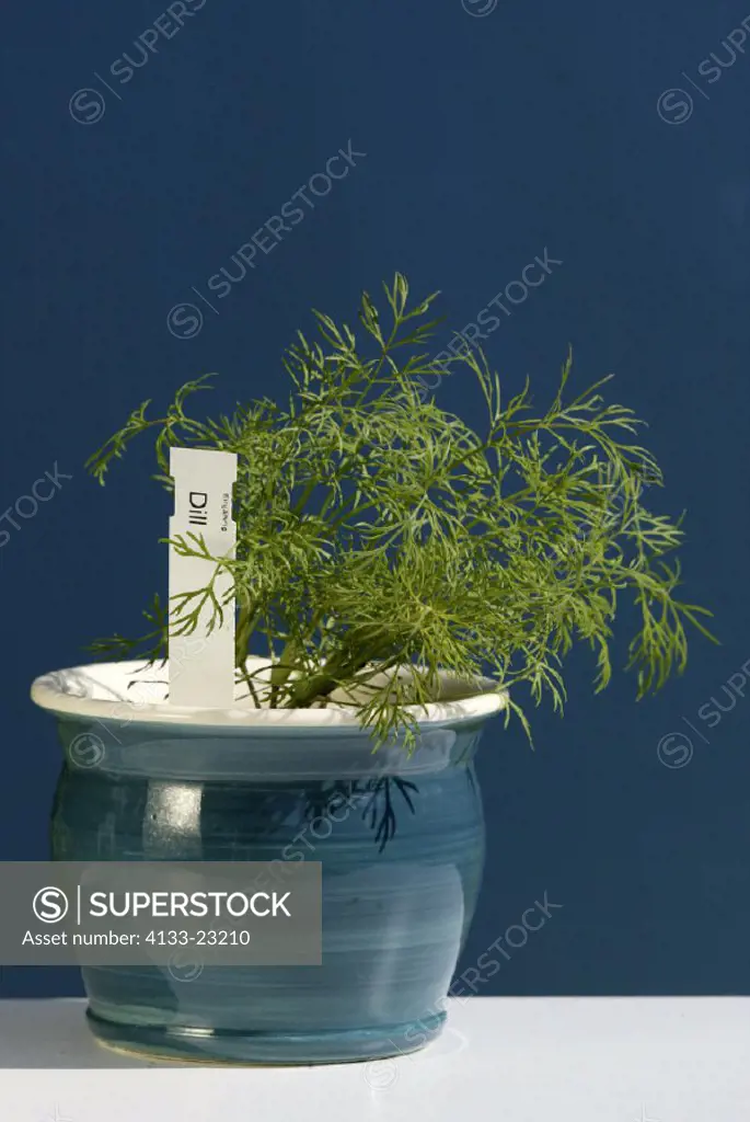 Dill , Anethum graveolens , plant in pot