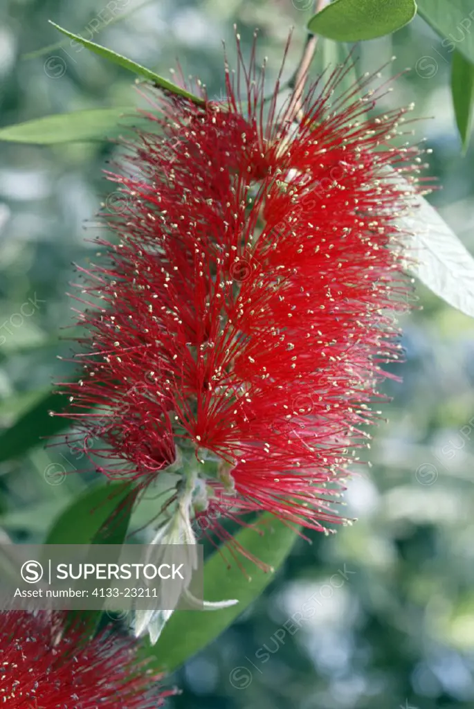 Crimson Bottle Brush , Bottle Brush , Callistemon citrinus , Australia , Germany , Europe , bloom
