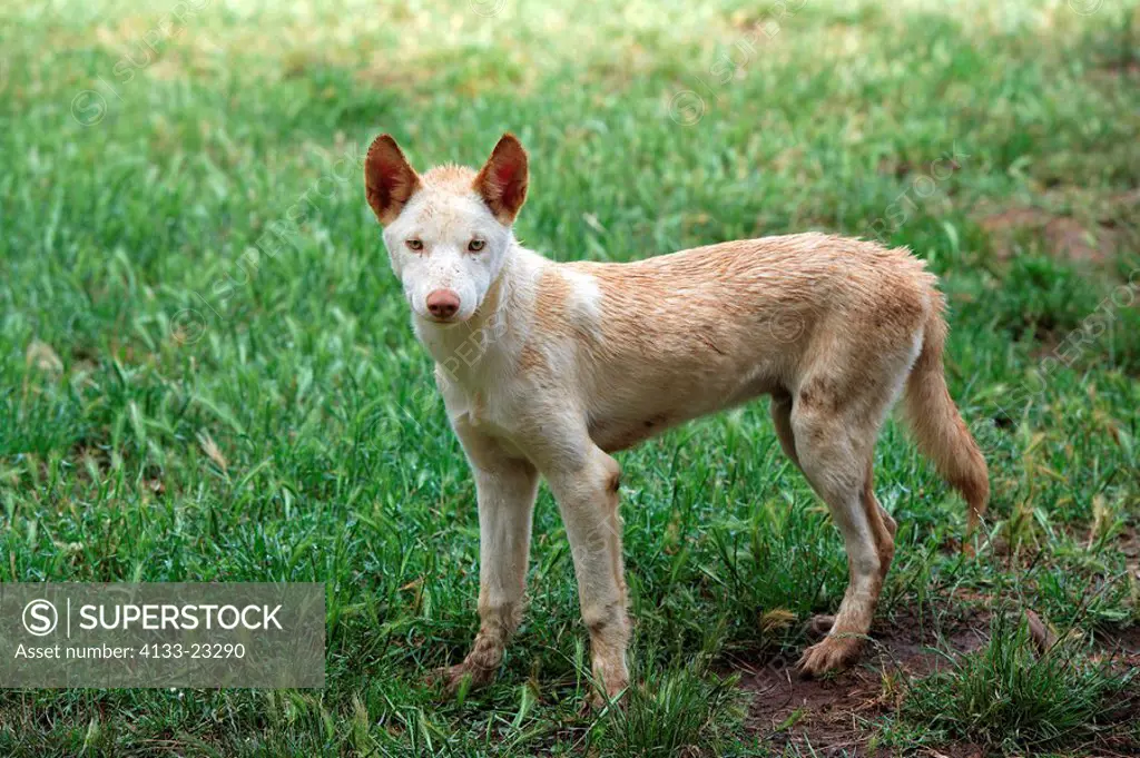 Dingo,Canis familiaris dingo,Australia,subadult