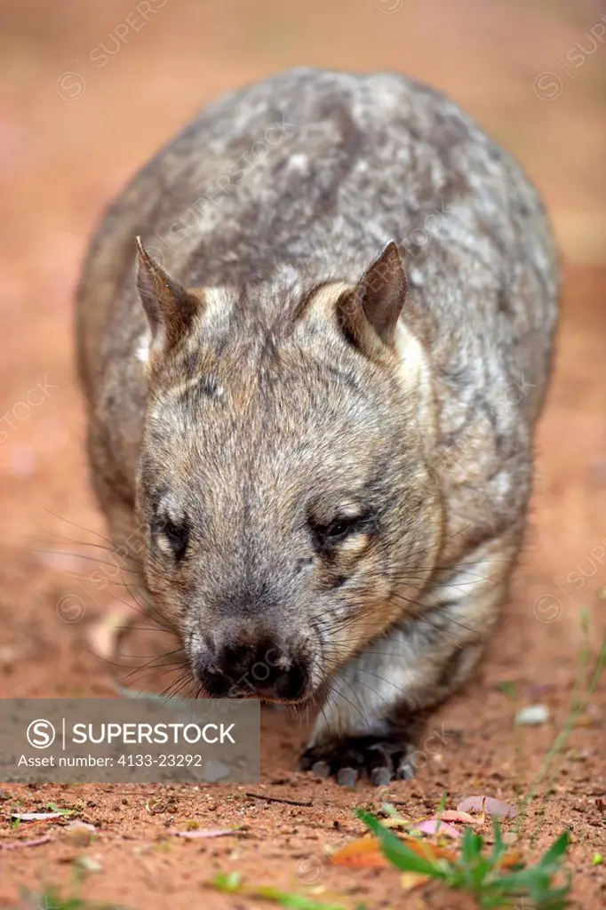Lasiorhinus latifrons,Southern Hairy_nosed Wombat,Australia,adult walking