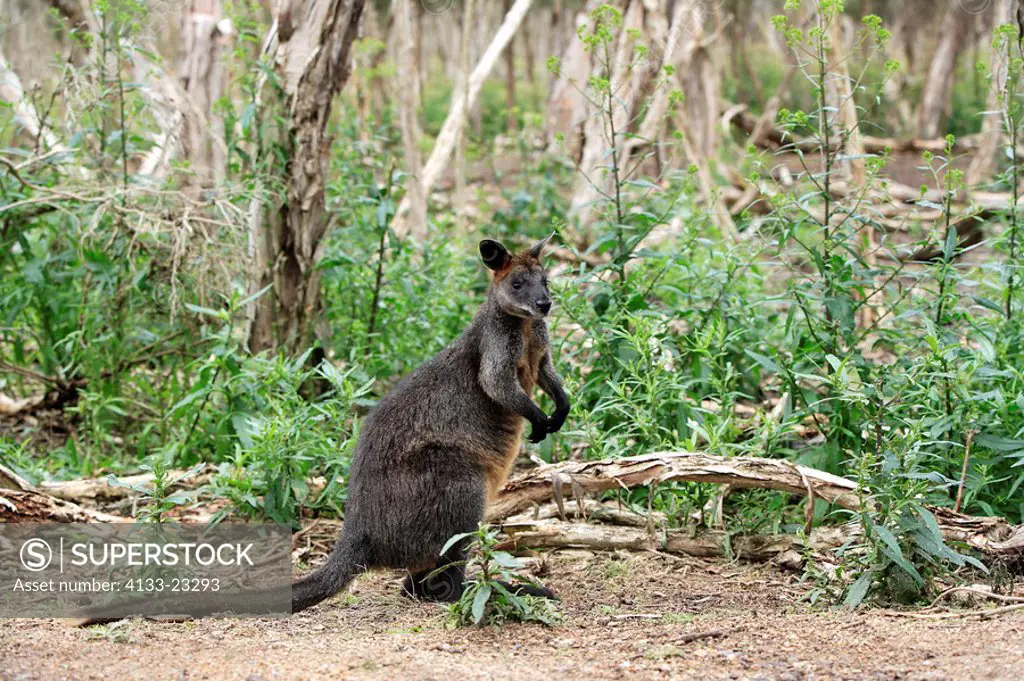 Swamp Wallaby,Wallabia bicolor,Phillip Island,Australia,adult female