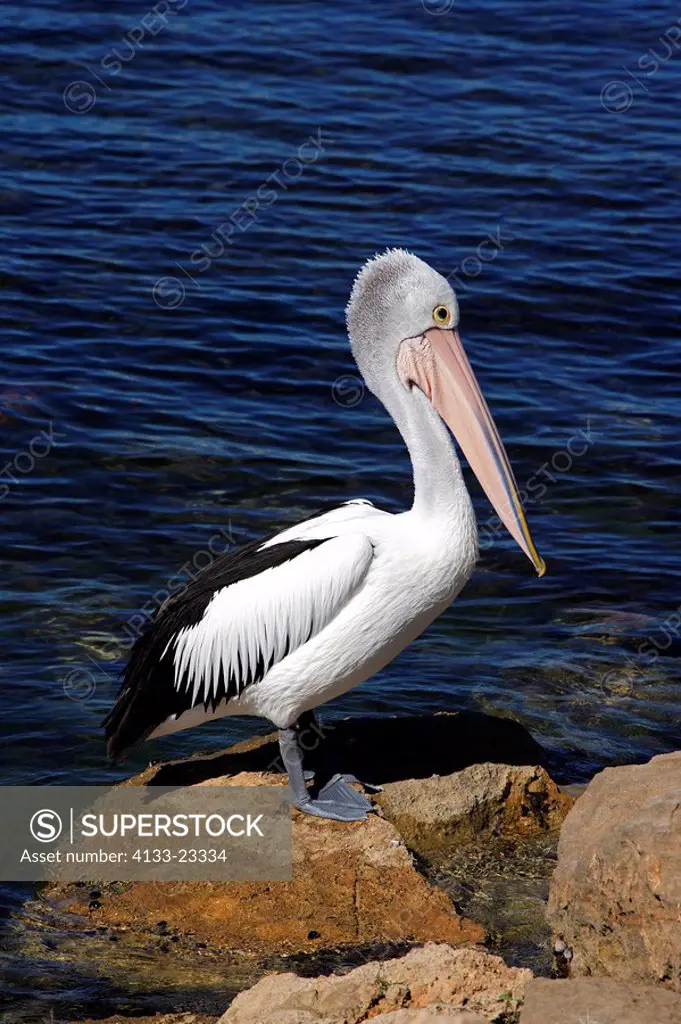 Australian Pelican,Pelecanus conspicillatus,Kingscote,Kangaroo Island,Australia,adult on rock