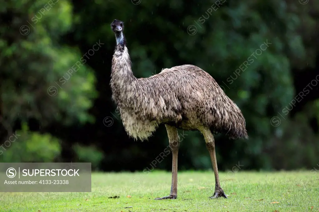 Emu,Dromaeus novaehollandiae,Australia,adult