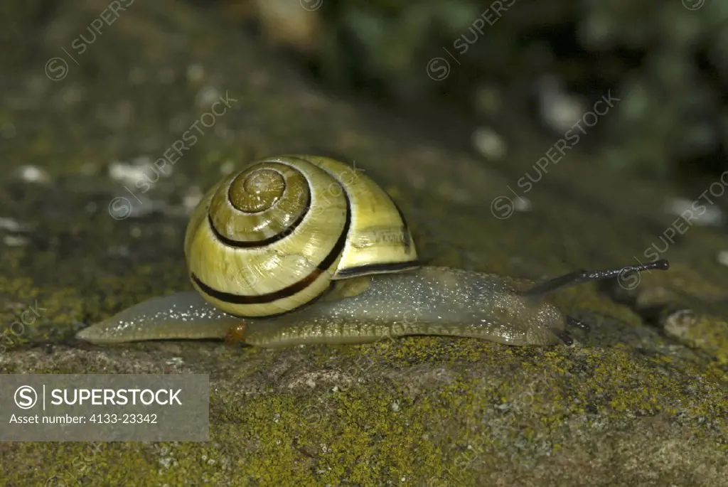 Brown lipped banded snail , Capaea nemoralis , Germany , Europa , snail