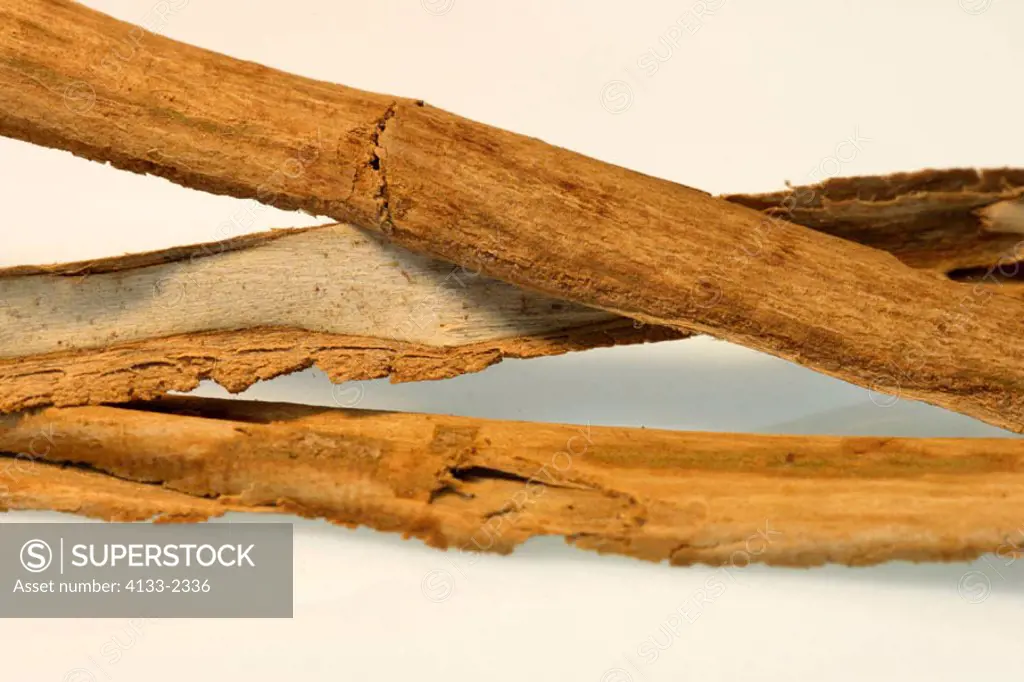 Cinnamon, Cinnamomum verum, Nosy Be, Madagascar, bark
