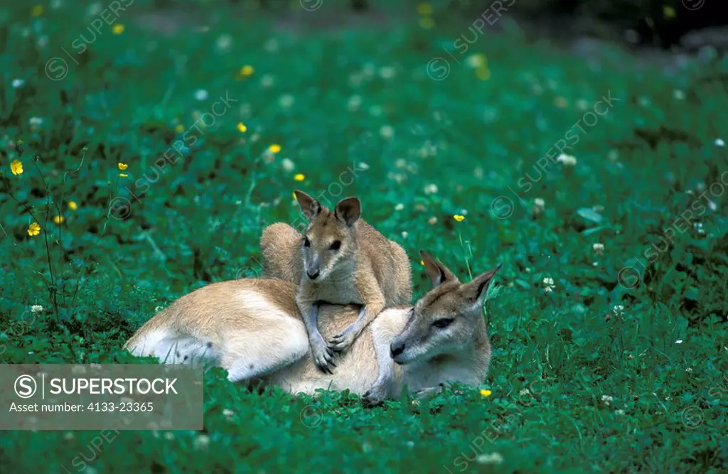 Agile Wallaby,Macropus agilis,Australia,adult with young resting