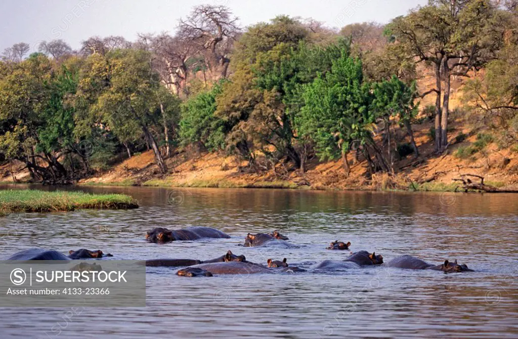 Hippopotamus,Hippopatamus amphibius,Chobe Nationalpark,Botswana,Africa,group of adults resting in water