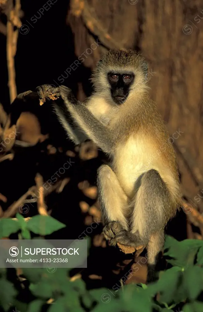 Vervet Monkey,Grivet Monkey,Cercopithecus aethiops,Samburu Game Reserve,Kenya,Africa,adult,on tree