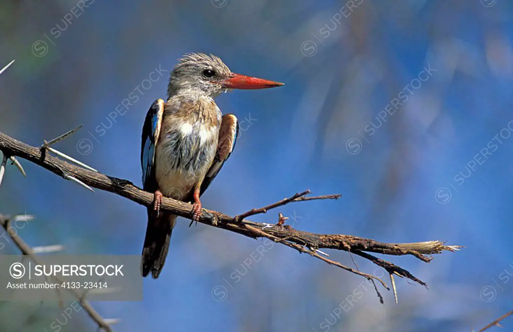 Grey-Headed Kingfisher Halcyon leucocephala Samburu Game Reserve Kenya Africa