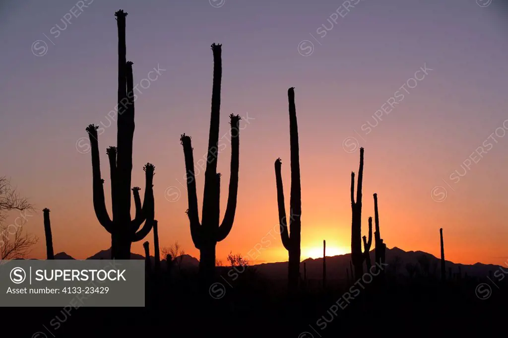 Sunset,Sonora Desert,Arizona,USA,Saguaro Cactus,Carnegia gigantea