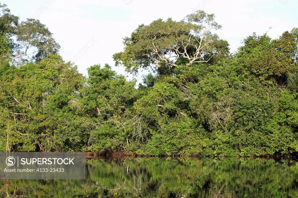 Pantanal,Brazil,Landscape