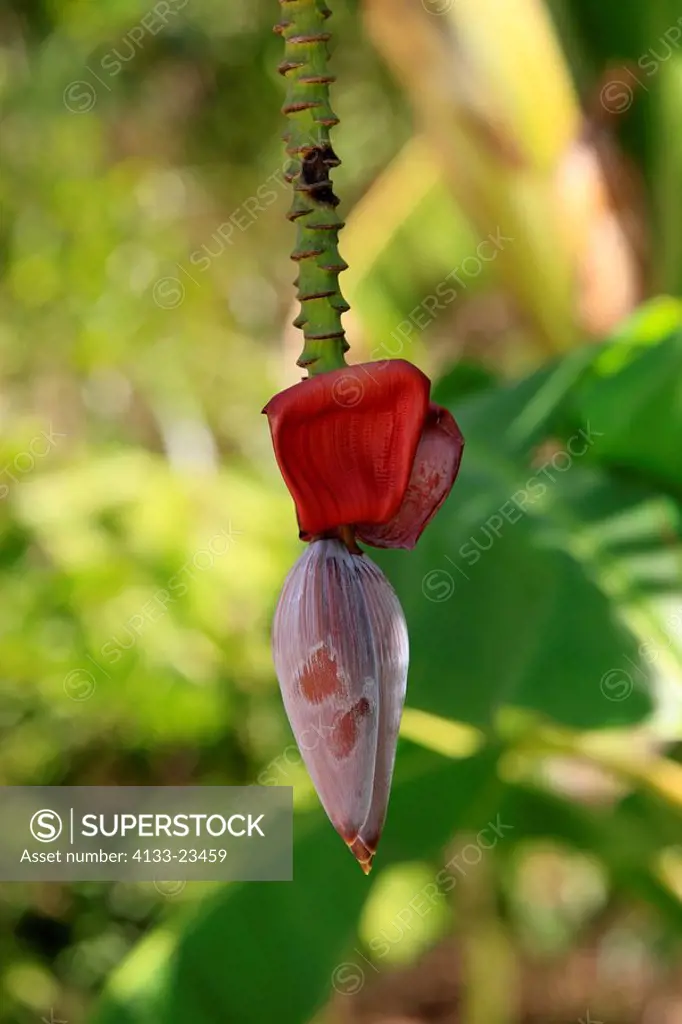 Banana Plant,Musa x paradisiaca,Roatan,Honduras,Caribbean,Central America,Latin America,bloom
