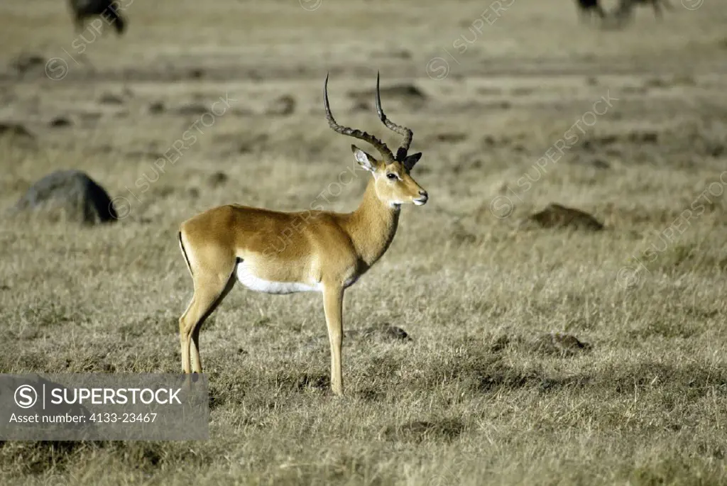 Impala, Aepyceros melampus, Masai Mara, Kenya, adult male