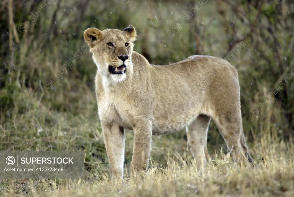 Lion, Panthera leo, Masai Mara, Kenya, adult female in rain
