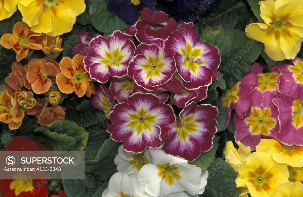 Common primrose , Primula vulgaris , Germany , Europa , bloom