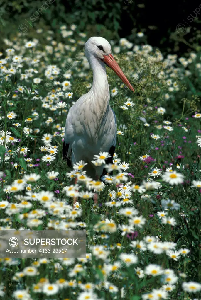 White Stork, Ciconia ciconia, Germany, Europe, adult on flower meadow