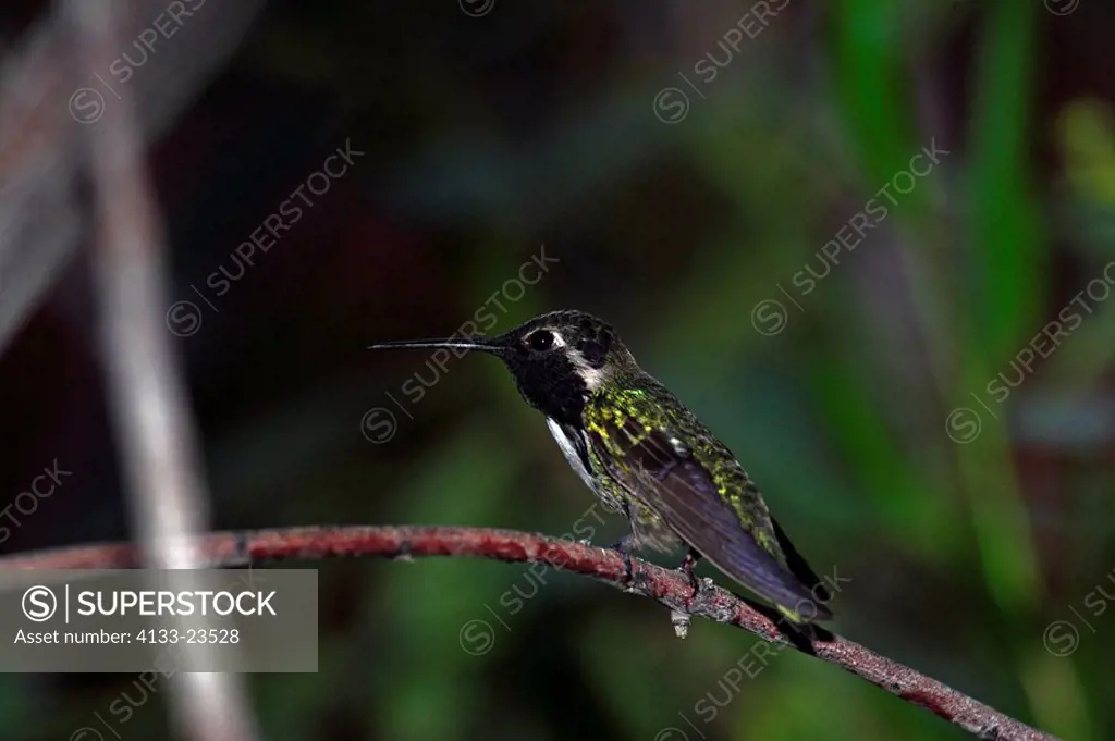 Costa´s Hummingbird,Calypte costae,Sonora Desert,Arizona,USA,male resting on tree