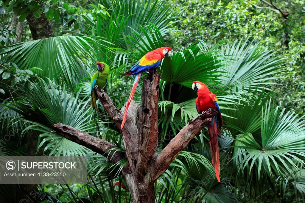 Scarlet Macaw,Ara macao,Military Green Macaw,Ara militaris,Roatan,Honduras,Caribbean,Central America,Latin America,two adults on branch