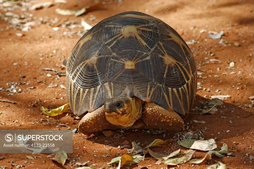 Madagascar radiated Tortoise, Geochelone radiata, Berenty Game Reserve, Madagascar, adult