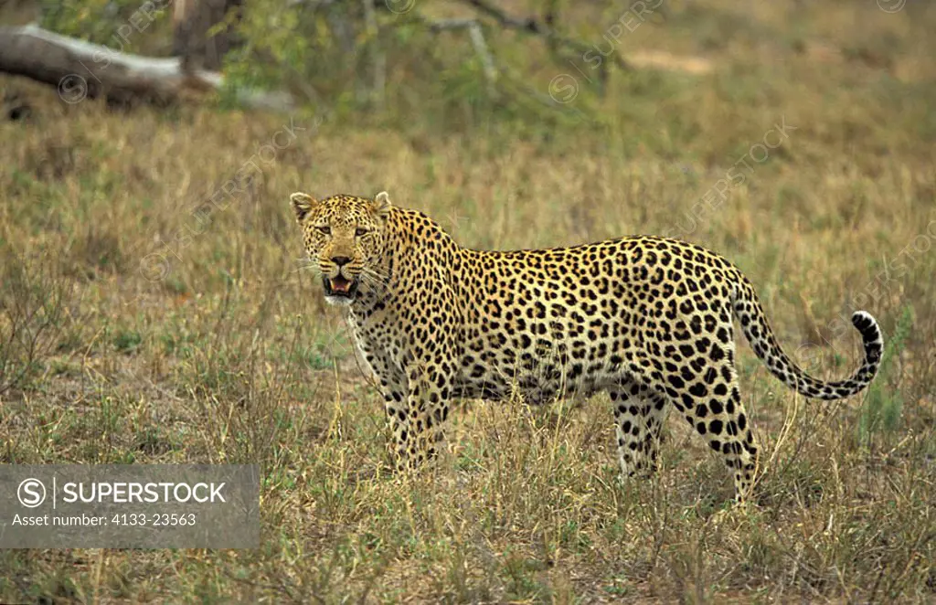 Leopard Panthera pardus Sabie Sand Game Reserve South Afric Africa