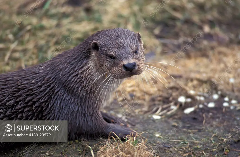 Otter,Lutra lutra,Germany,Europe,adult ashore portrait