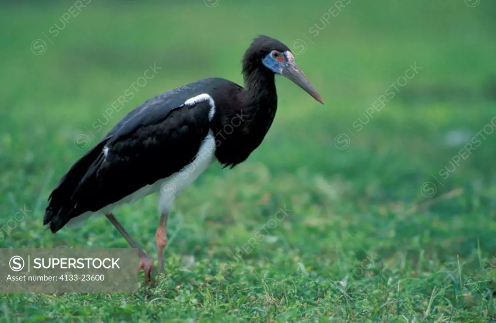 Abdim`s Stork, Ciconia abdimii, Africa, adult