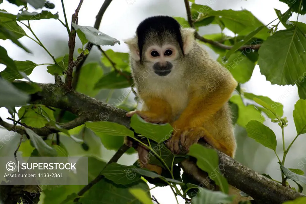 Common Squirrel Monkey Saimiri sciureus South America
