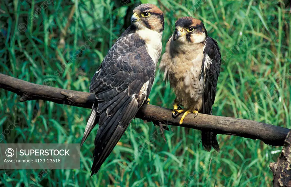 Lanner Falcon Falco biarmicus South Africa Africa