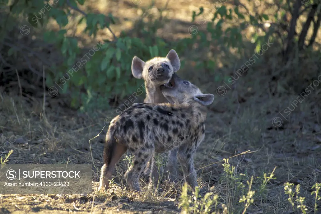 Spotted Hyaena , Crocuta crocuta , Kruger National Park , South Africa , Africa , cub playing