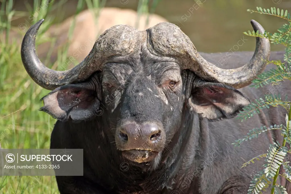 African Buffalo, Syncerus caffer, Sabie Sand Game Reserve, South Africa , Africa, adult resting