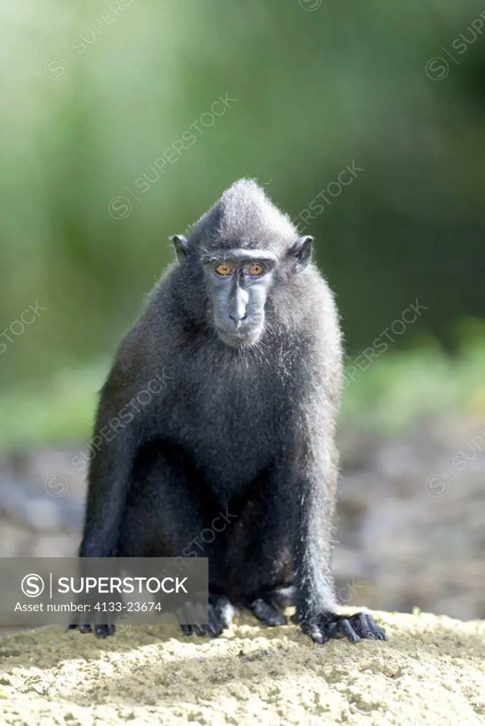 Celebes Crested Macaque Macaca nigra Celebes Borneo