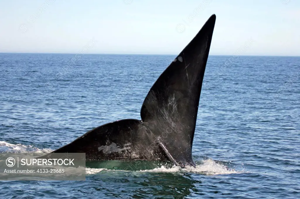 Southern Right Whale Balaena glacialis Hermanus South Africa Africa
