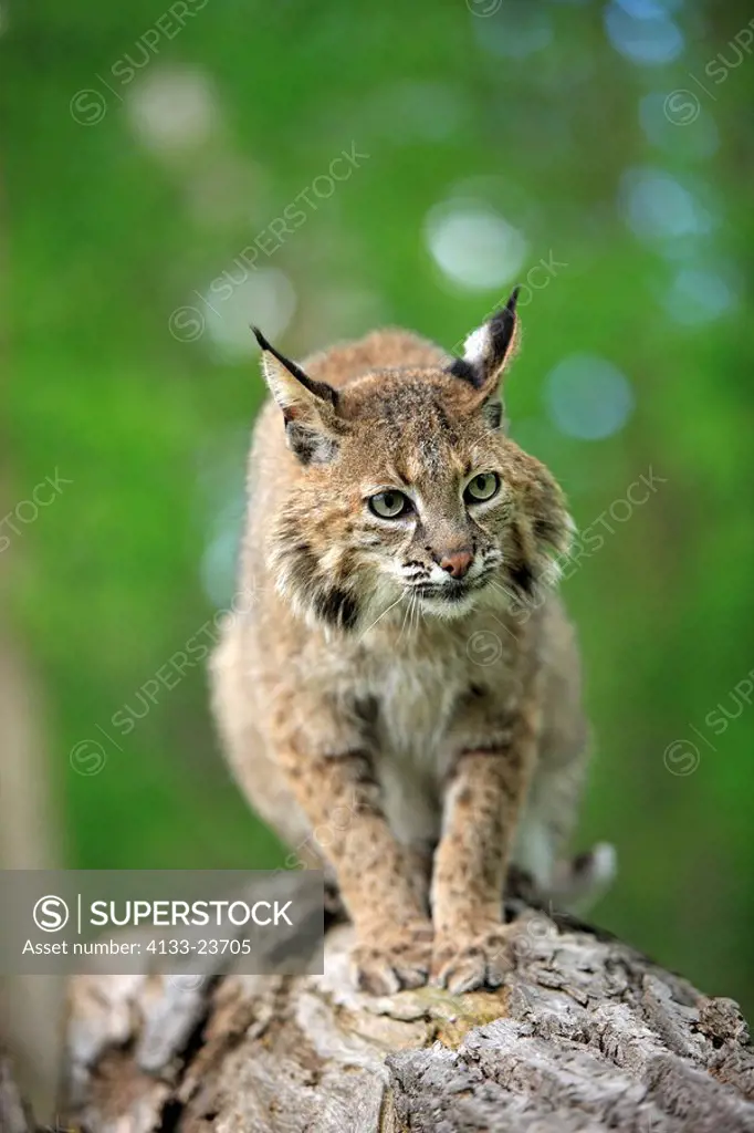 Bobcat,Lynx rufus,Minnesota,USA,adult on tree