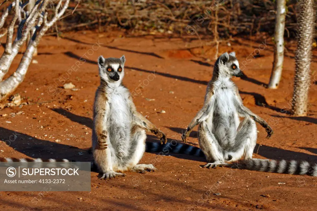Ring Tailed Lemur, Lemur catta, Berenty Game Reserve, Madagascar, adults sunbathing