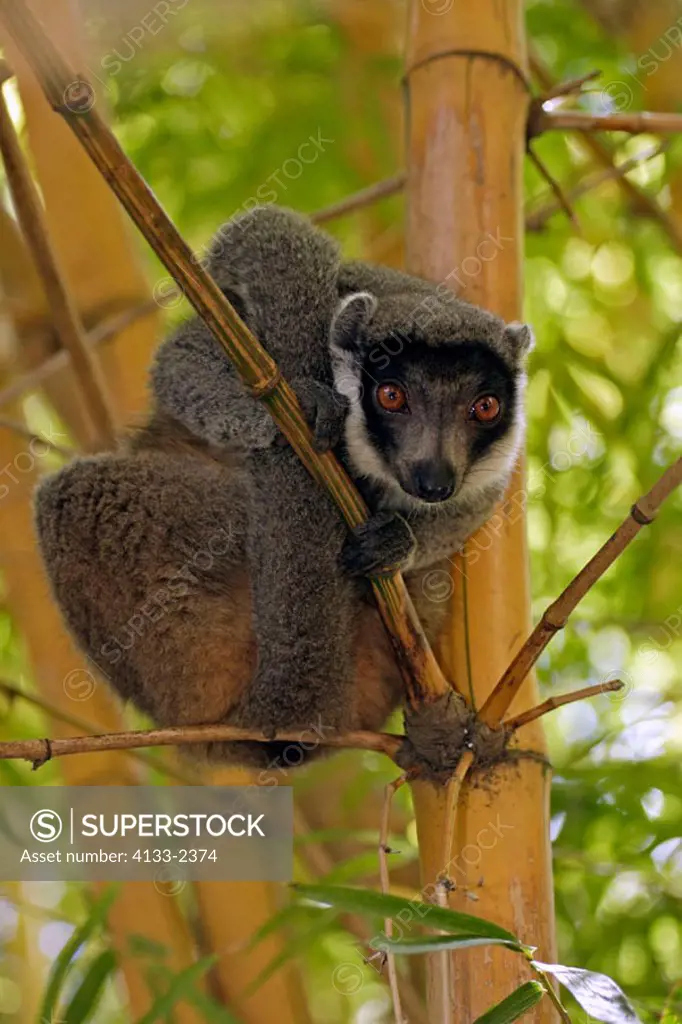 Mangoose Lemur, Eulemur mongoz, Madagascar, adult male on bamboo