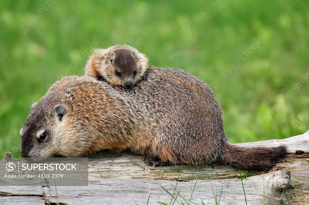 Woodchuck,Groundhog,Marmota monax,Minnesota,USA,adult with young