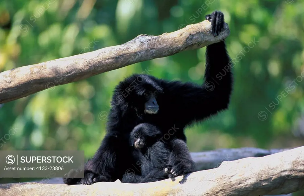 Siamang,Symphalangus syndactylus,Asia,adult mother with young