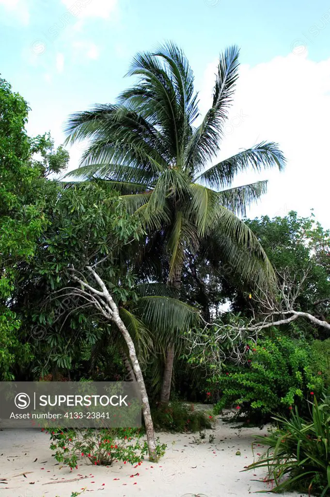 Cayman Garden Vegetation,Grand Cayman,Cayman Islands,tropical plants