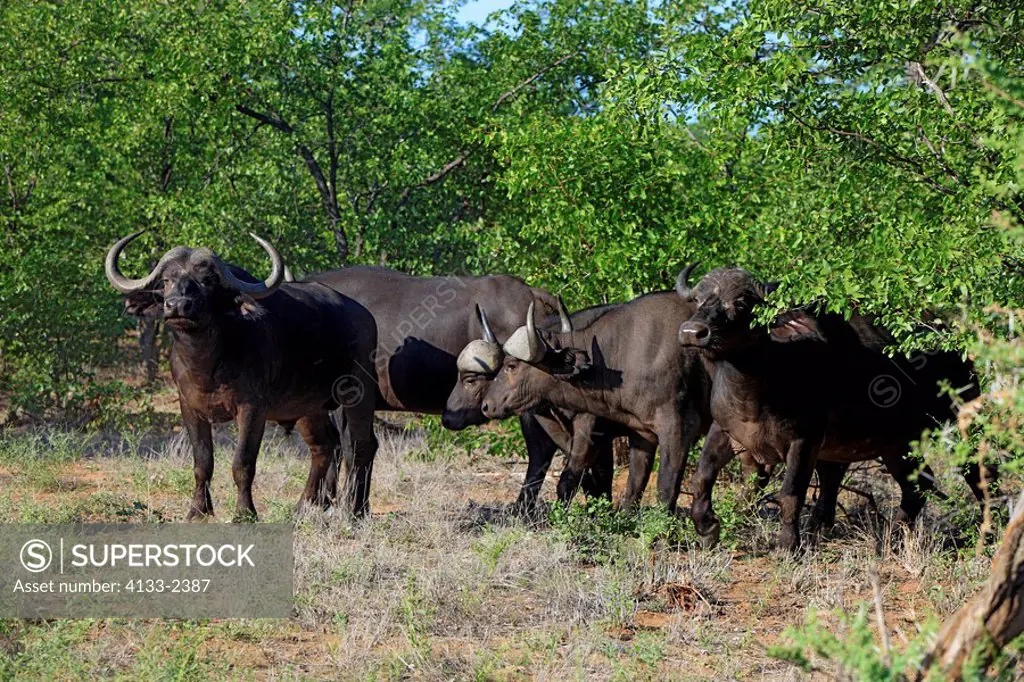 African Buffalo,Syncerus caffer,Kruger Nationalpark,South Africa,Africa,group of adults