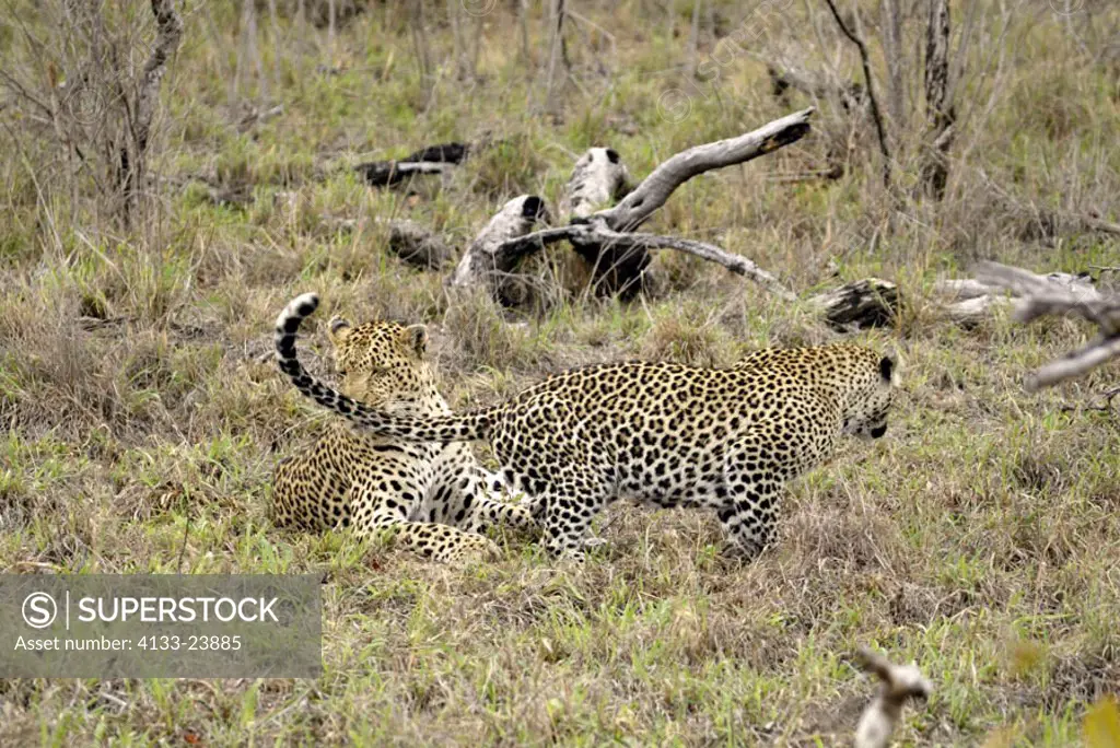 Leopard Panthera pardus Sabi Sand Game Reserve Kruger Nationalpark South Africa Africa