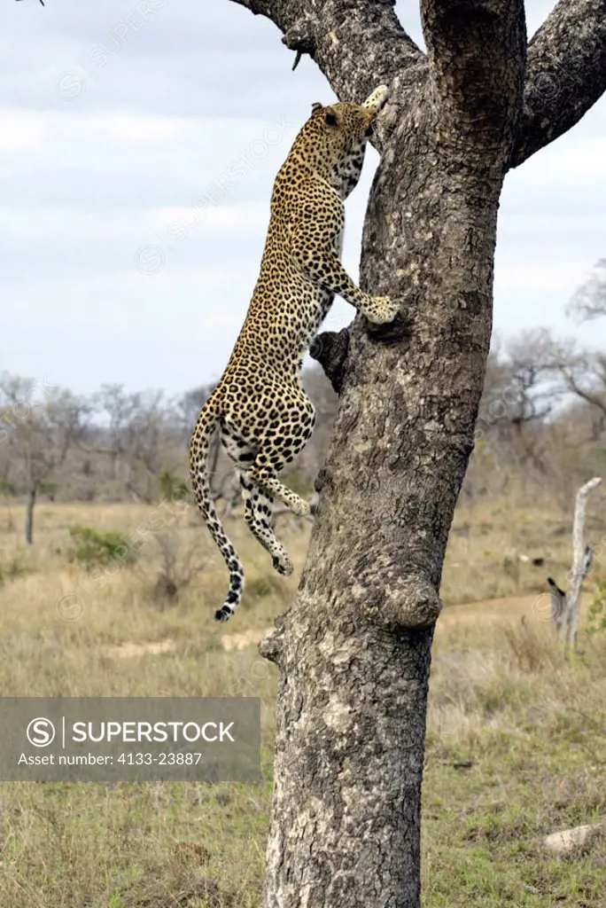 Leopard Panthera pardus Sabi Sand Game Reserve Kruger Nationalpark South Africa Africa