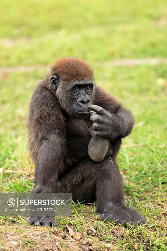Lowland Gorilla, Gorilla g. gorilla, Africa, young