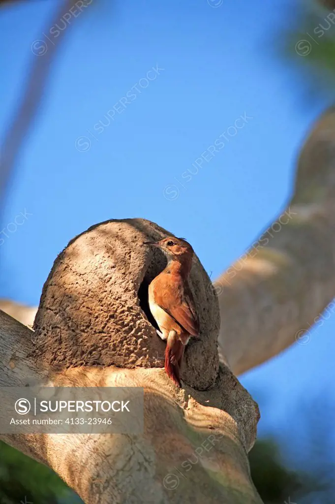 Rufous Hornero,Furnarius rufus,Pantanal,Brazil,adult,on tree,at nest