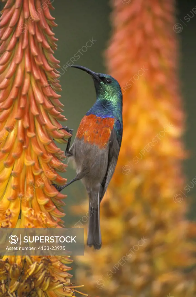 Greater Doublecollared Sunbird , Nectarinia afra , South Africa , Africa , adult on bloom