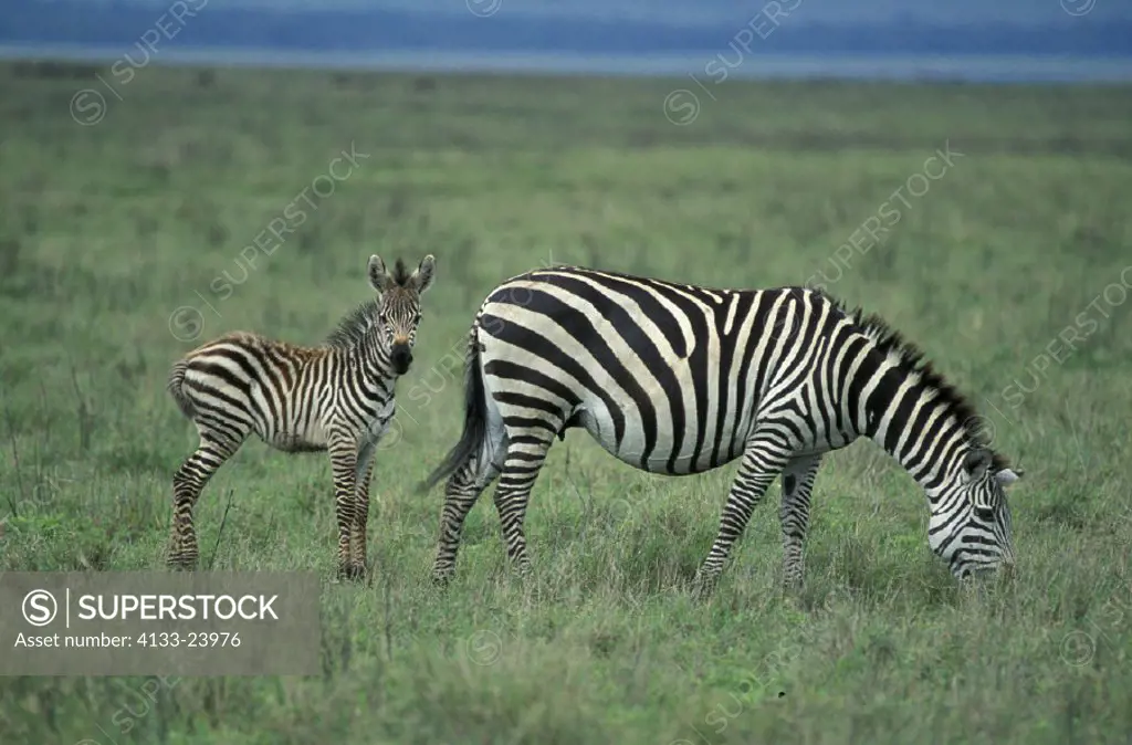 Plains Zebra Boehm , Zebra Equus burchelli boehmi , Kenya , Africa , Amboseli National Park , Adult with young feeding