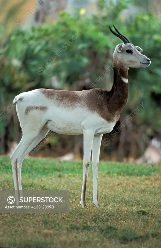 Red necked Gazelle,Gazella dama ruficollis,Africa,south of Sahelzone,adult female