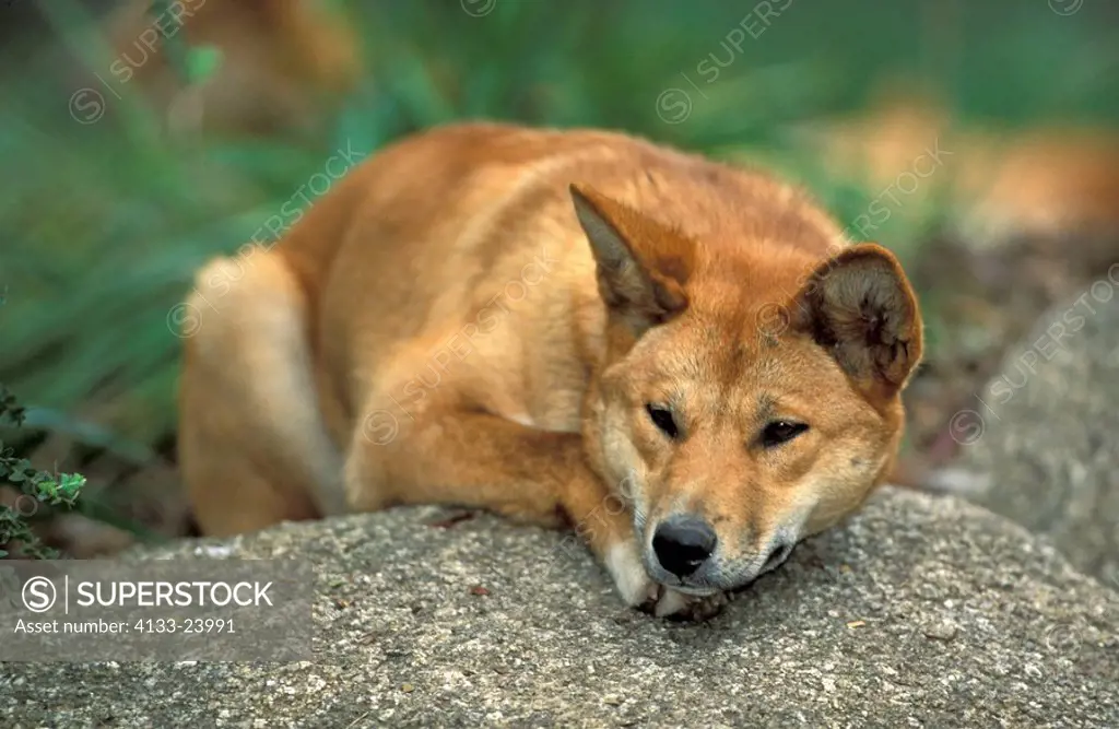 Dingo,Canis familiaris dingo,Australia,adult resting on rock